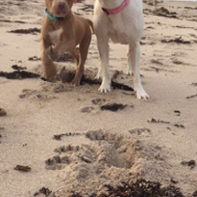 Beach Days