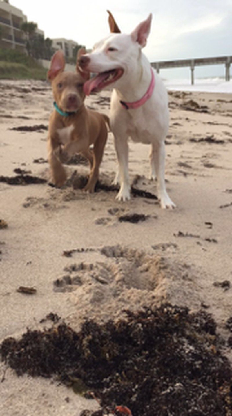 Beach Days