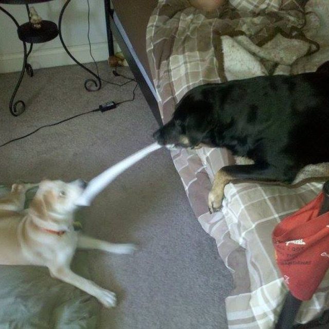 Who's Gonna Win???