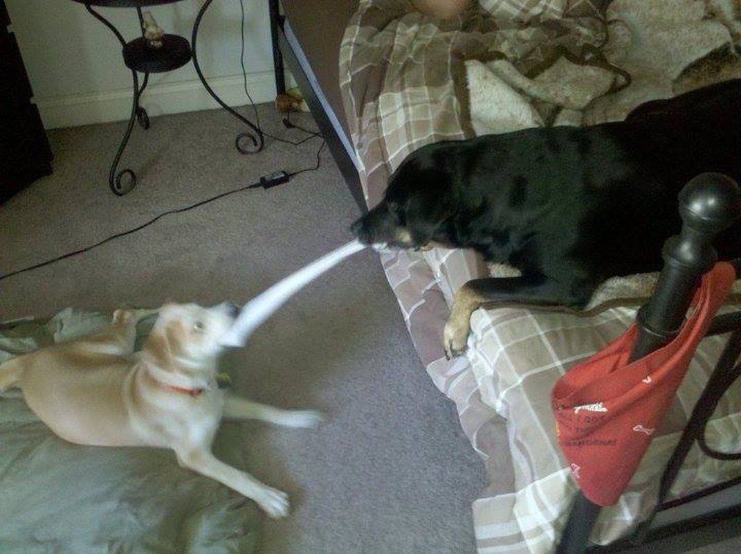 Who's Gonna Win???