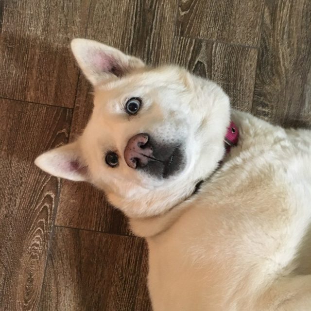 Rub My Belly?