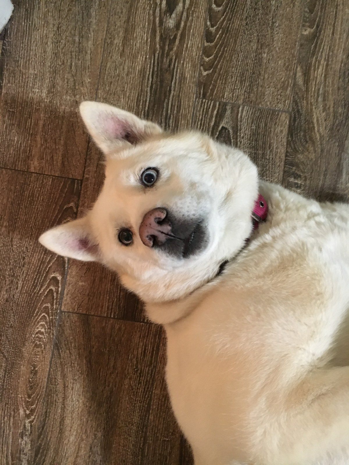 Rub My Belly?