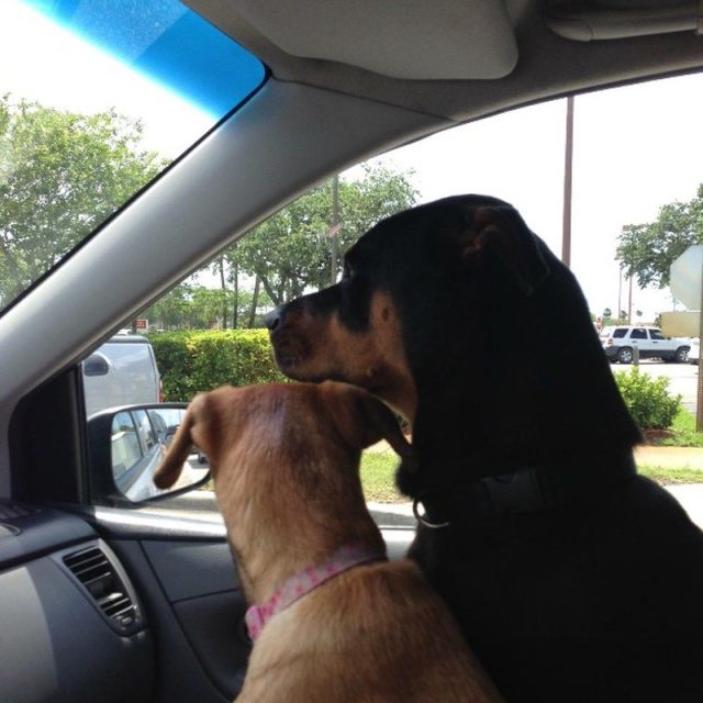 Typical Kids Both Want The Window