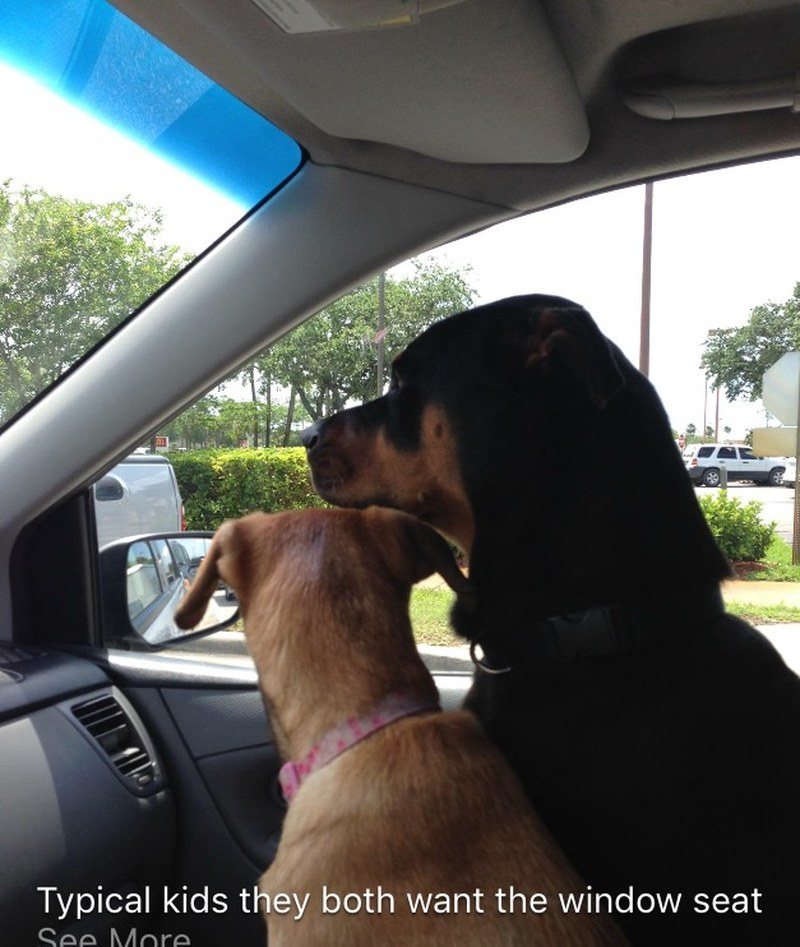 Typical Kids Both Want The Window