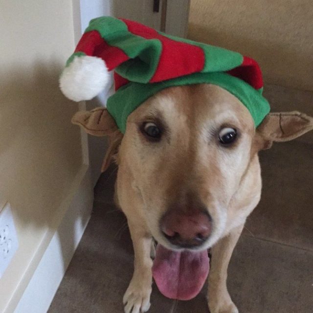 Santa's Little Helper Came Early