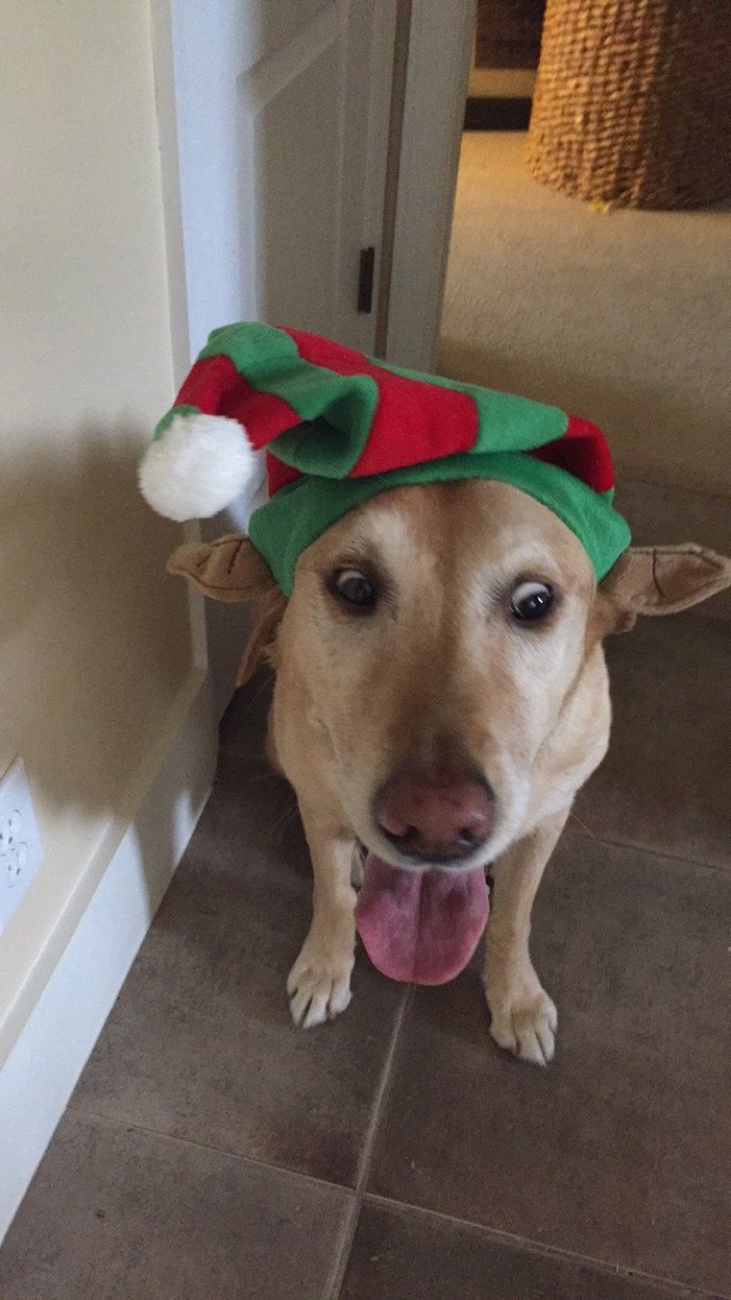 Santa's Little Helper Came Early