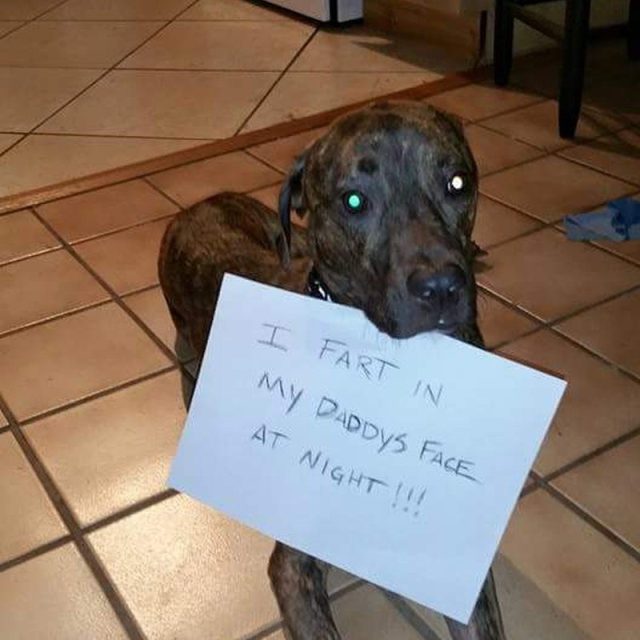 Stinky Dog!