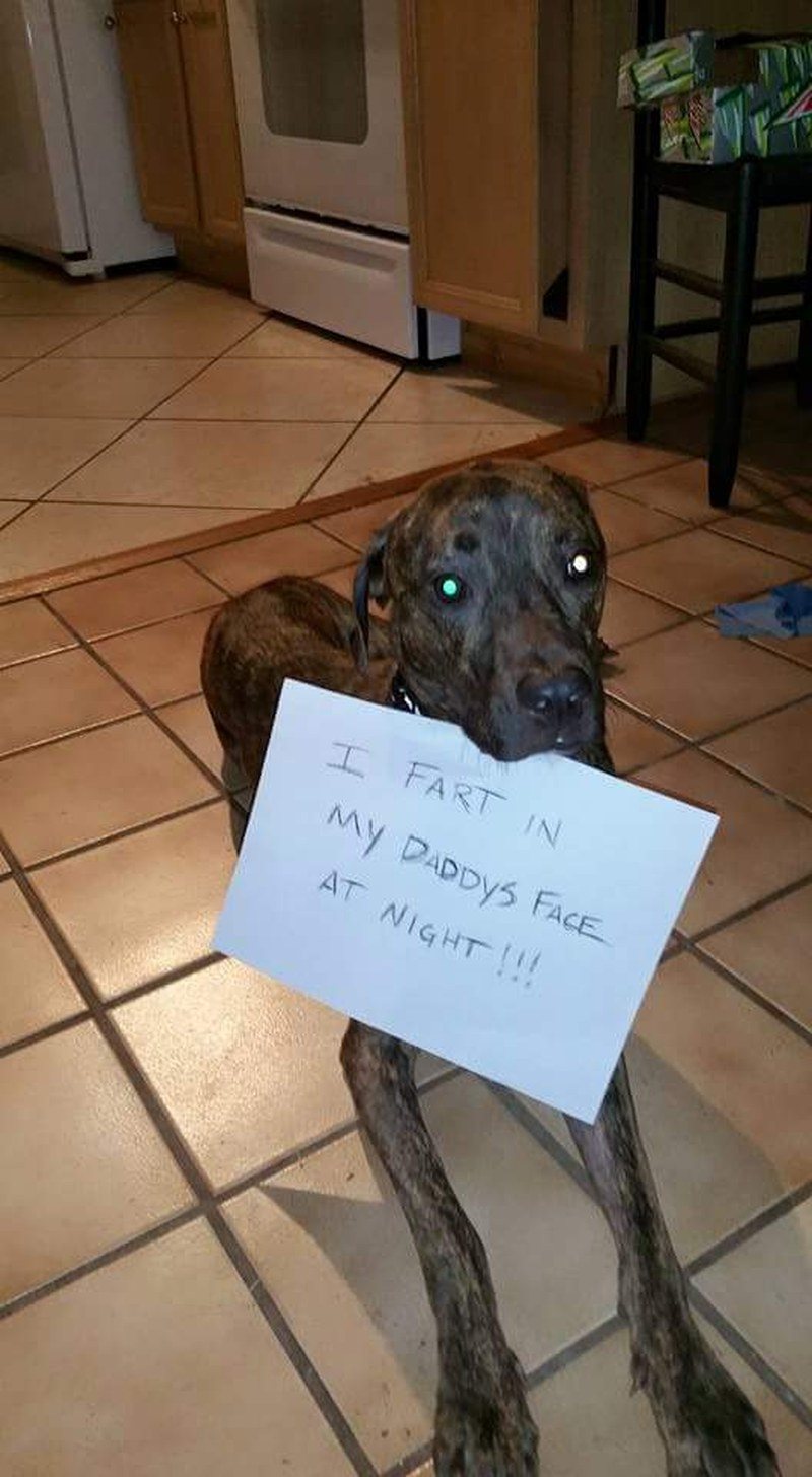 Stinky Dog!