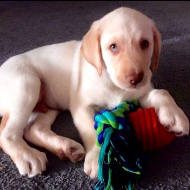 Milo
