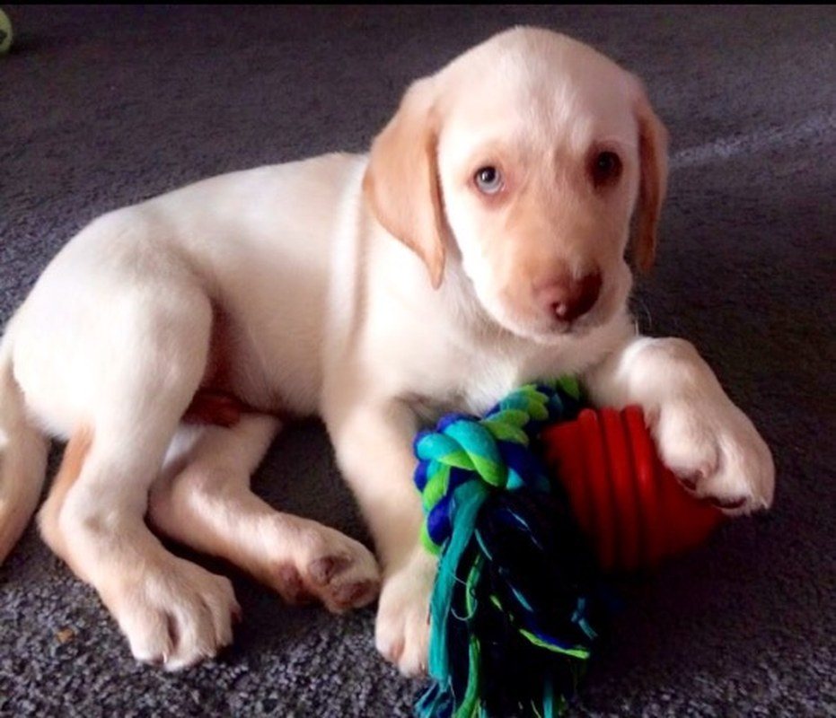 Milo