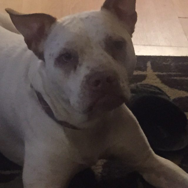 Pretty Boy Haze