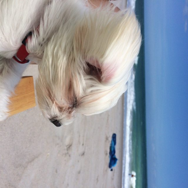 Vero Beach Life