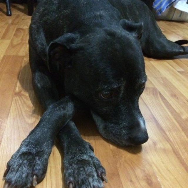 Roxy: Ladylike