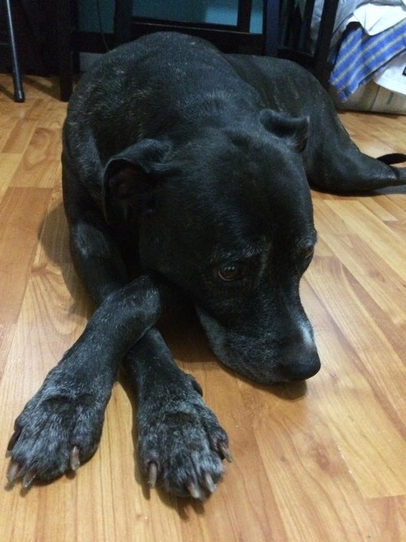 Roxy: Ladylike