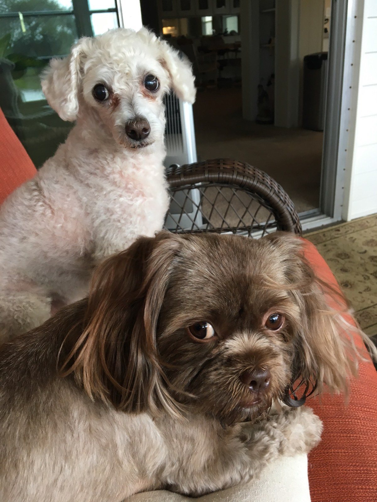 Pepe And Mochita!