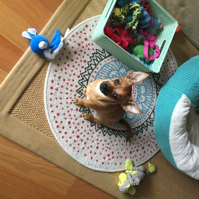 Whatchu Looking At- Ziggy
