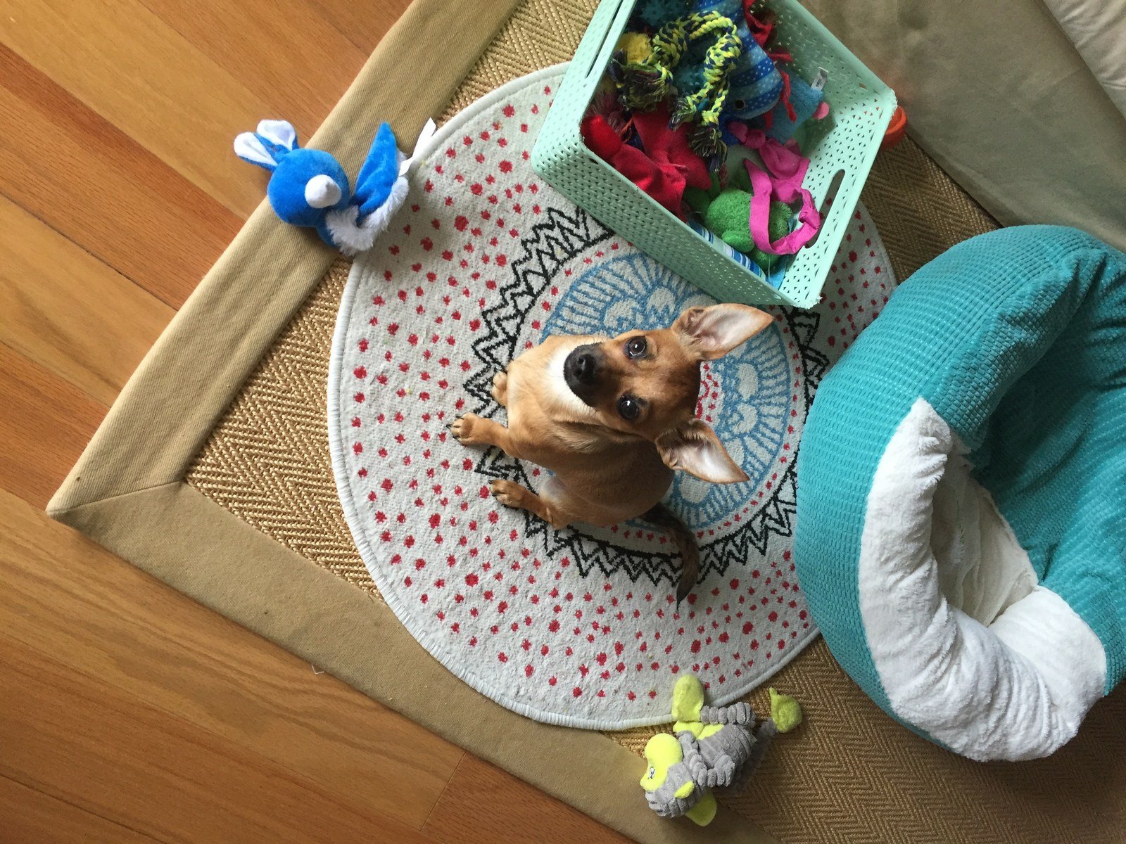 Whatchu Looking At- Ziggy