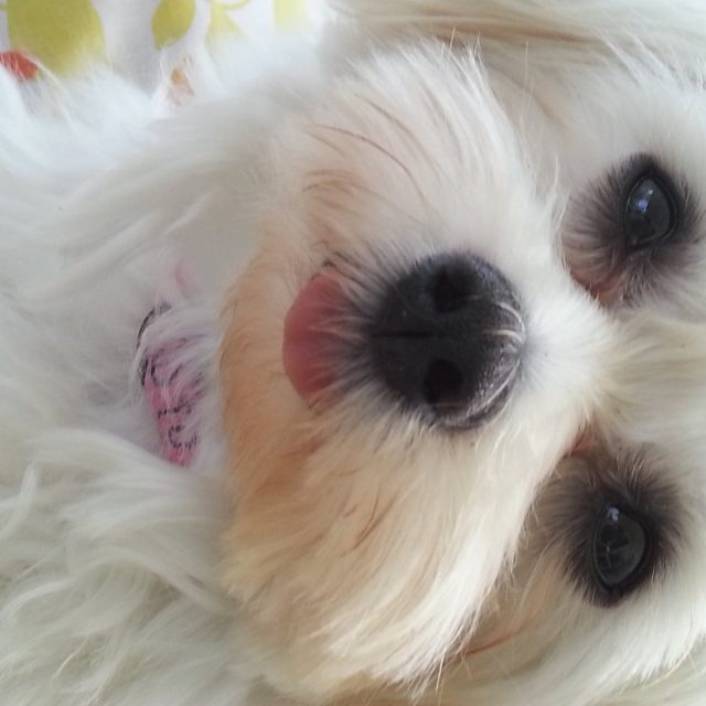 I Give Kisses