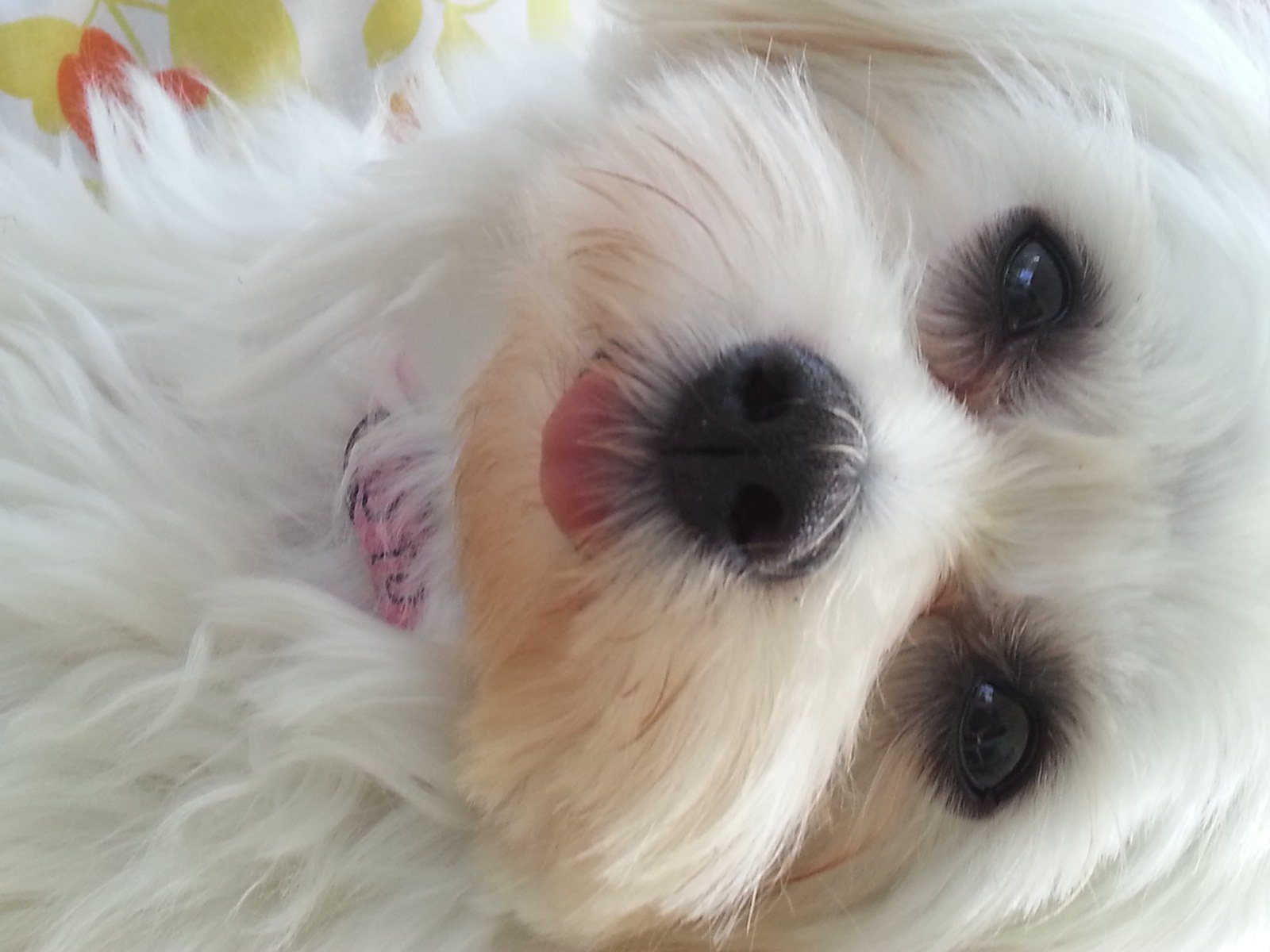 I Give Kisses