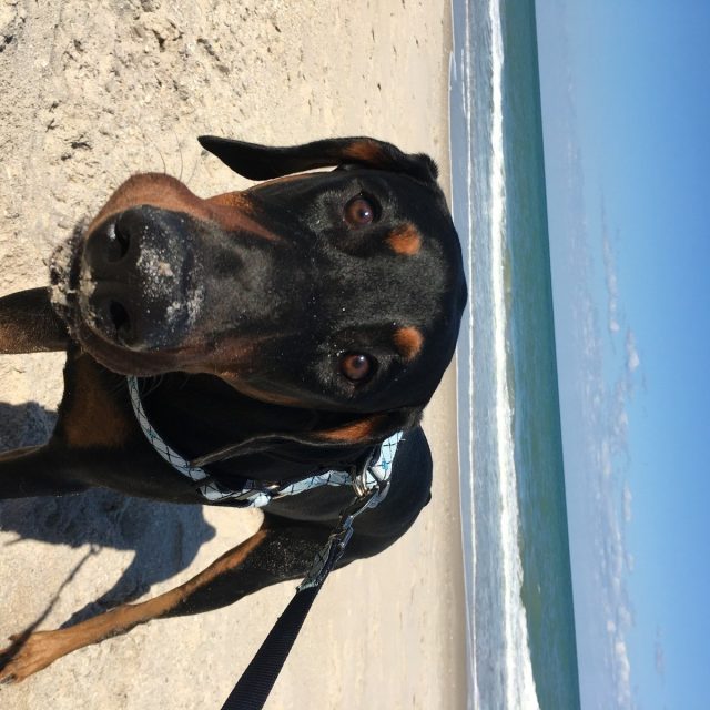 Beach Boy