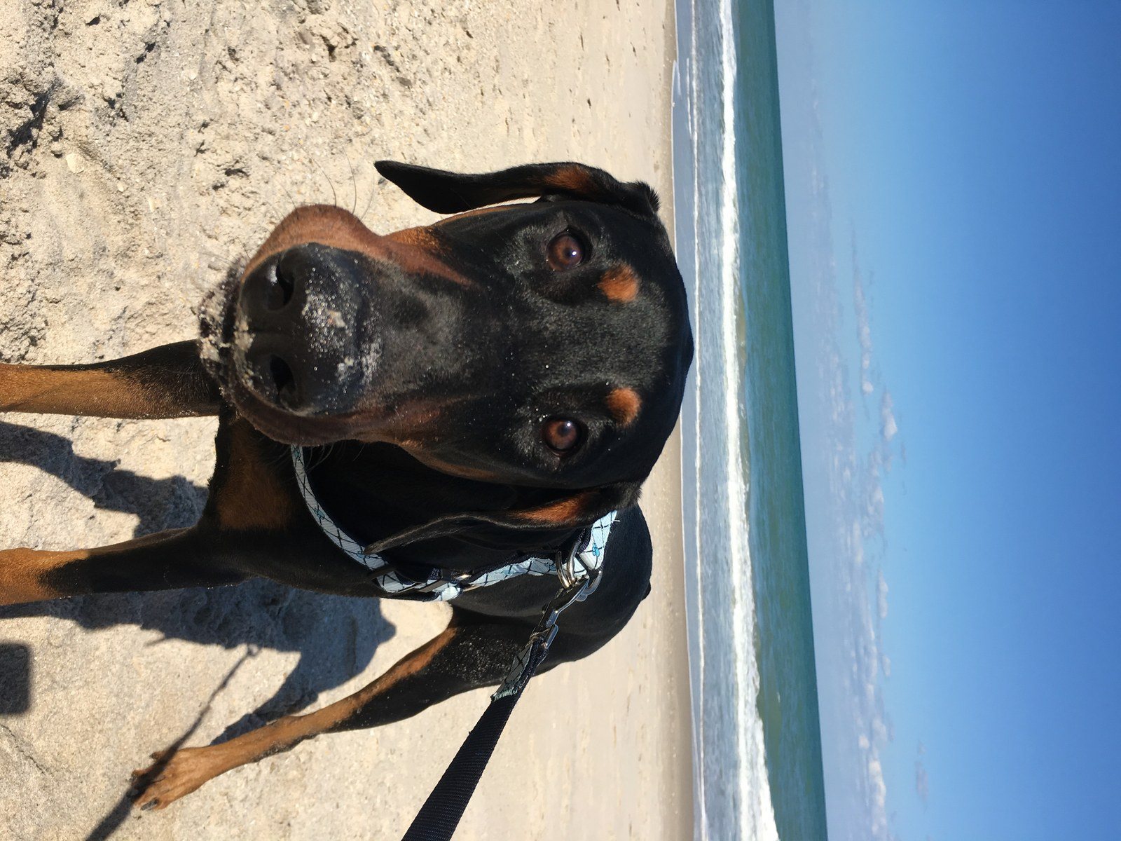 Beach Boy