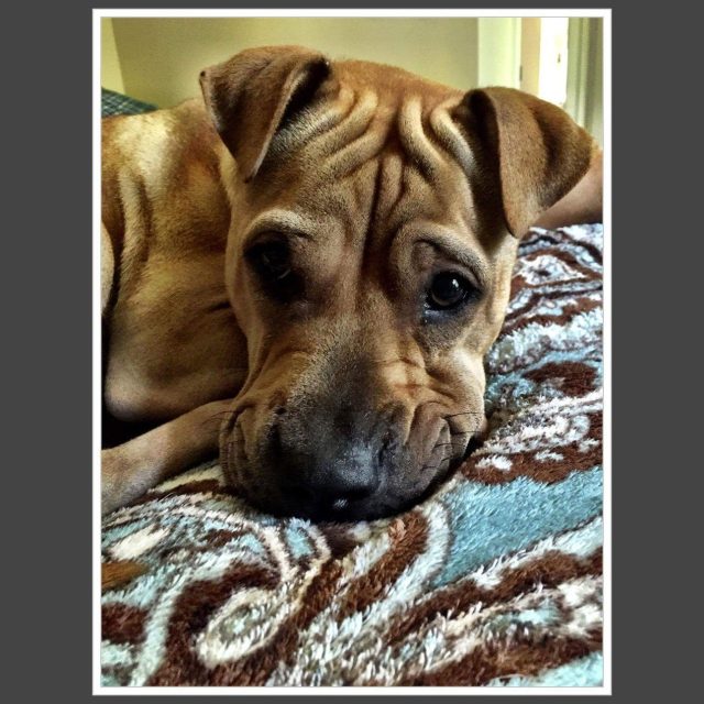 Jazzy Girl