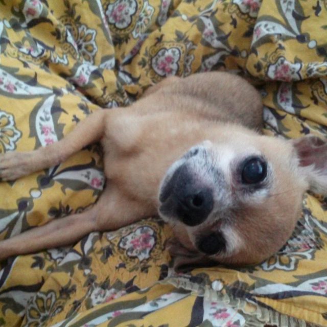 Lilah...15 1/2 Y.o. And Still Glamorous