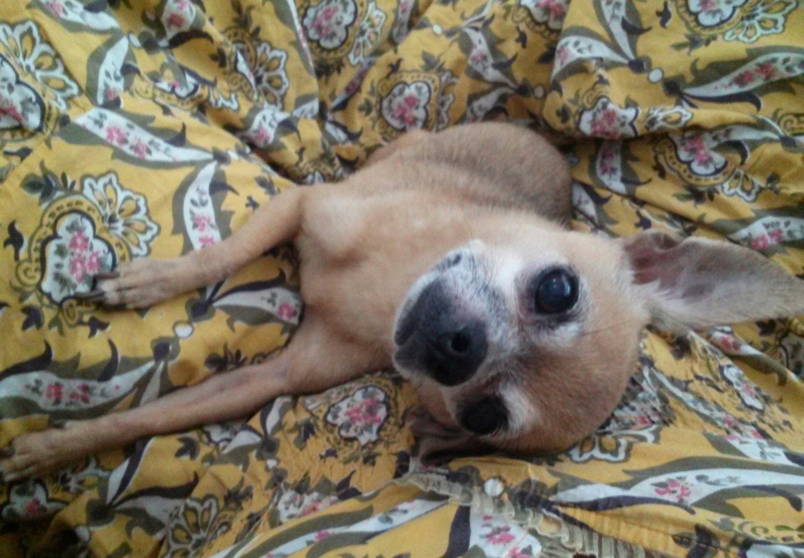 Lilah...15 1/2 Y.o. And Still Glamorous