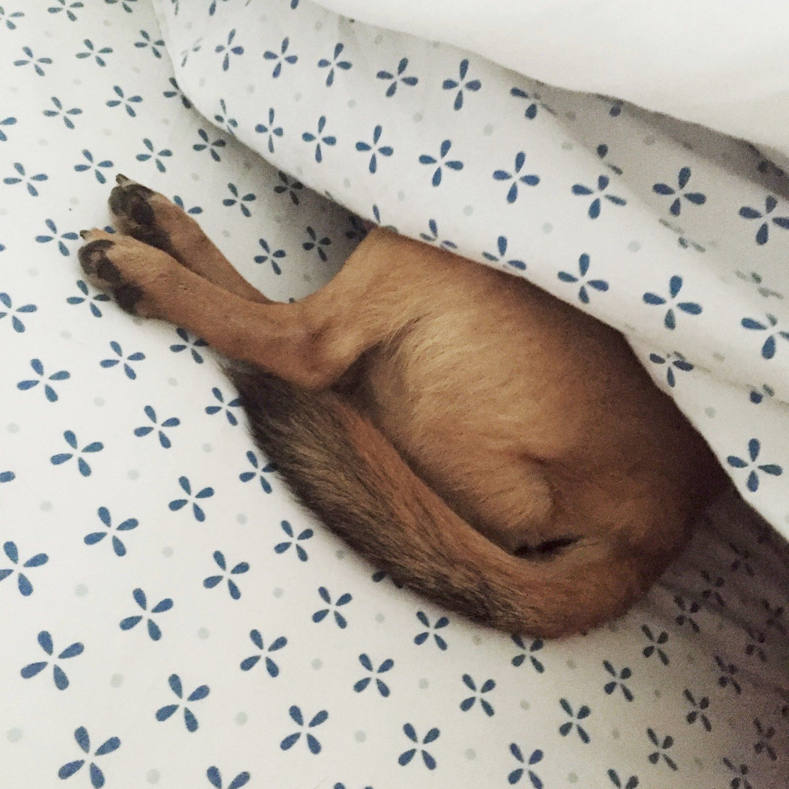 Howie Doesn't Do Mornings!