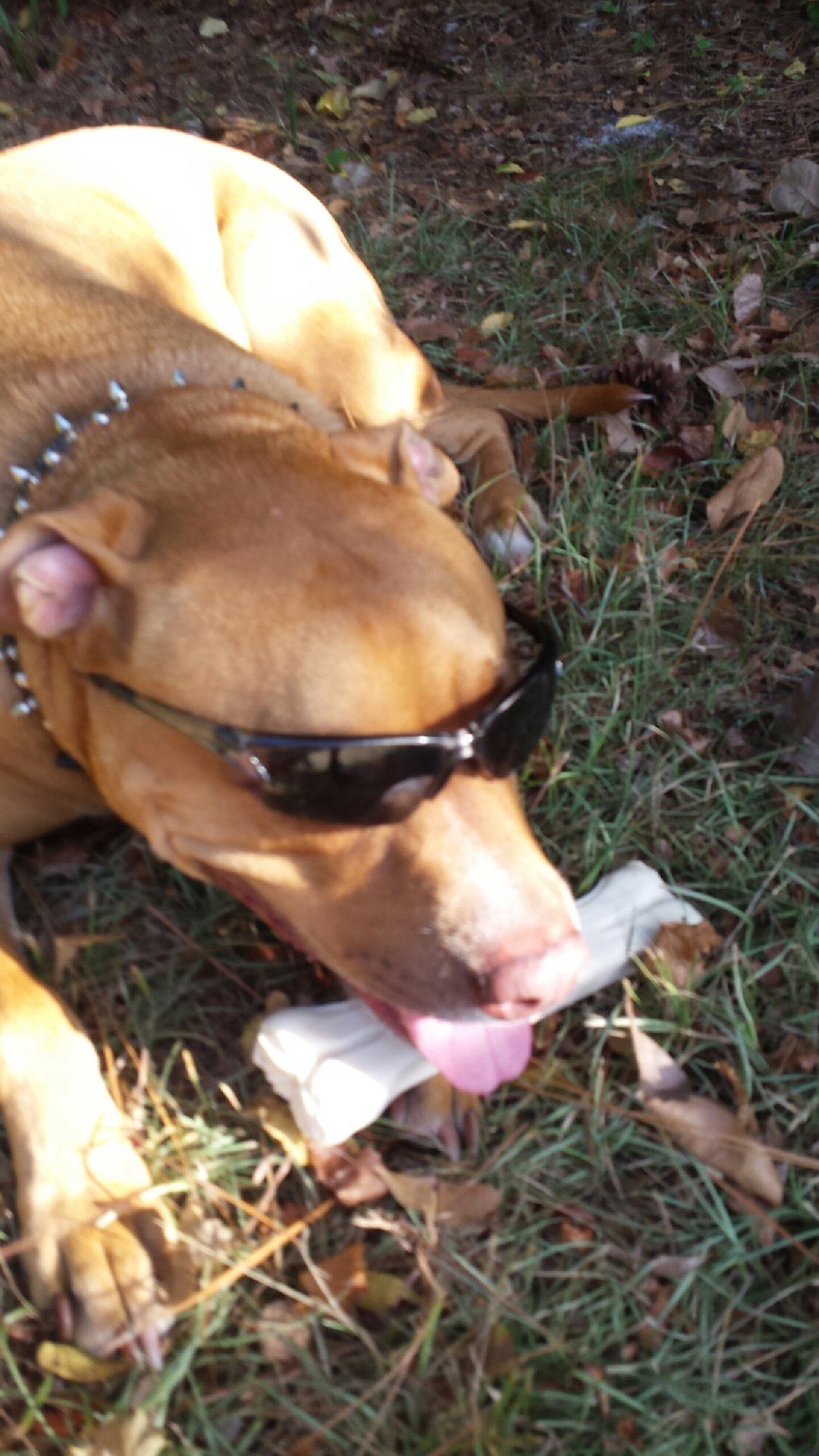 "Bad To The Bone"