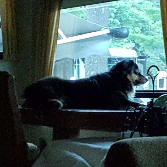 Bailey's New Perch. And She Thinks It's OK.