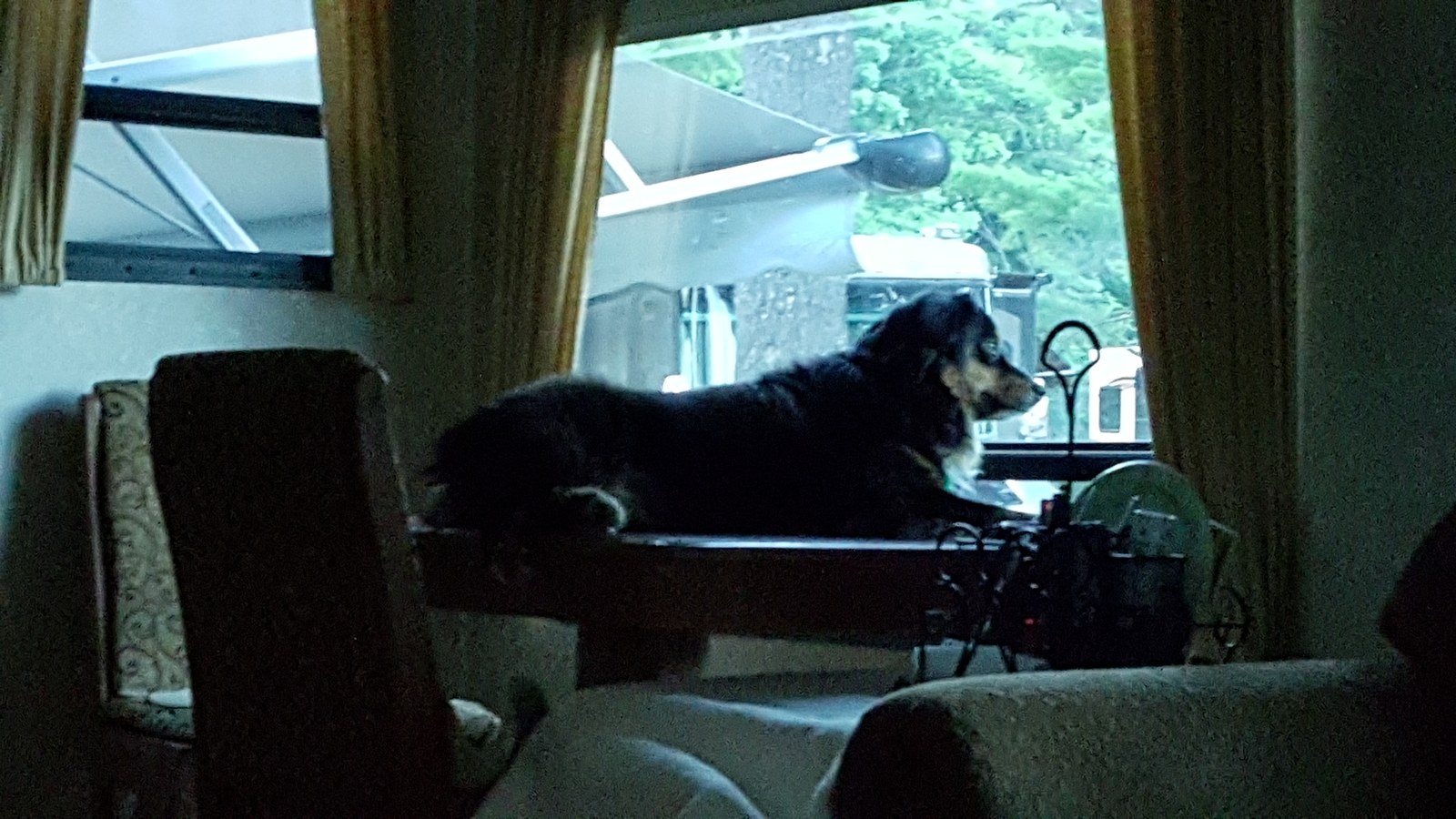 Bailey's New Perch. And She Thinks It's OK.