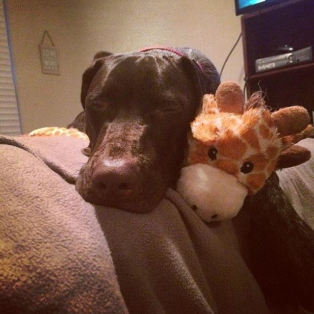 Maverick The Pointer