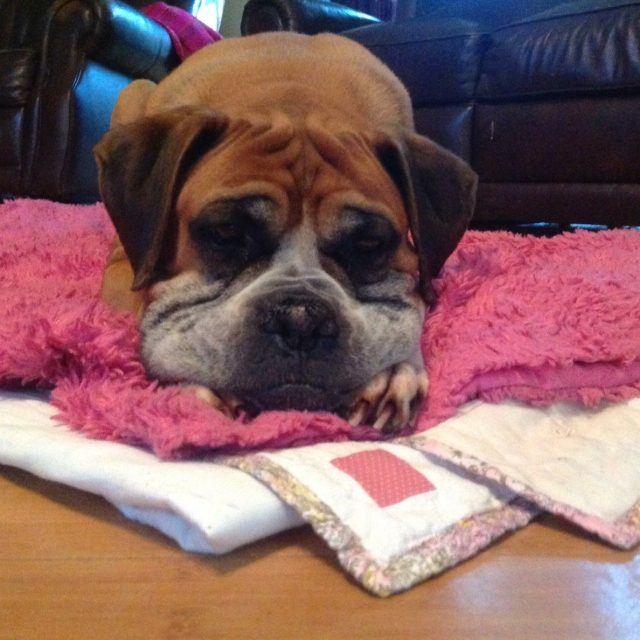 Rip Dukers Dog 08.08.16 "I'll Sing You The Sweetest Song You Ever Heard"