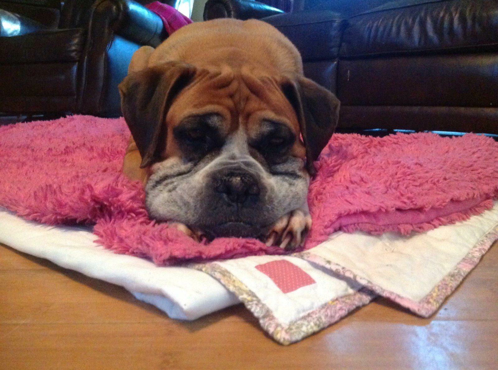 Rip Dukers Dog 08.08.16 "I'll Sing You The Sweetest Song You Ever Heard"