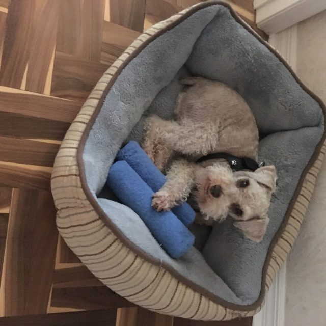 This Is Fritz. He Loves To Be In The Middle Of Home Projects, Steals Tools From 
