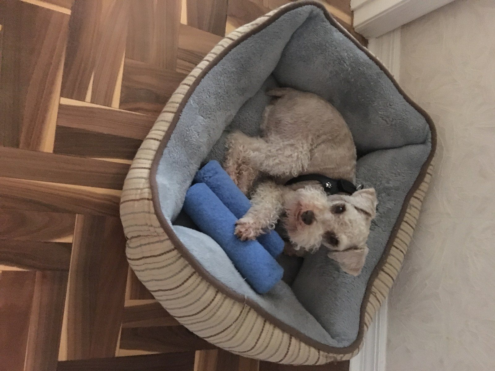 This Is Fritz. He Loves To Be In The Middle Of Home Projects, Steals Tools From 