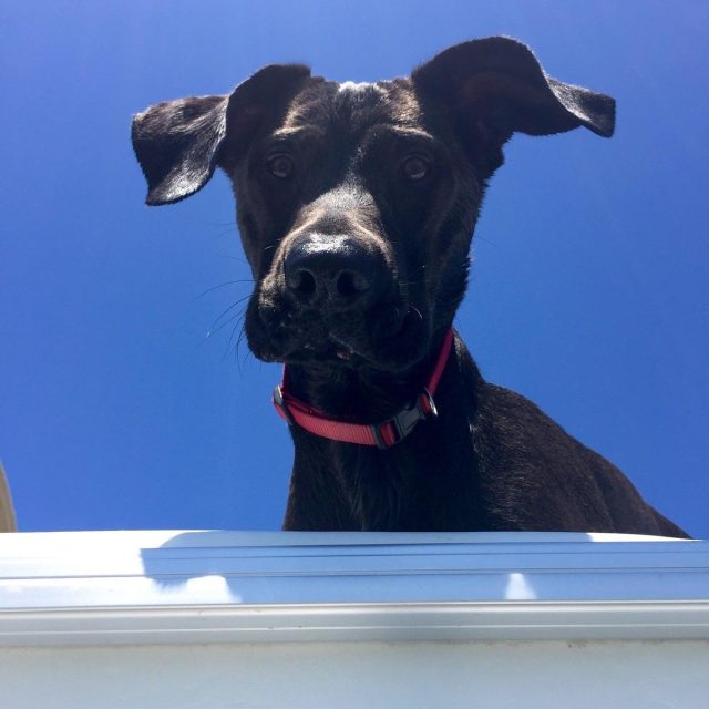 Whatcha Doin?