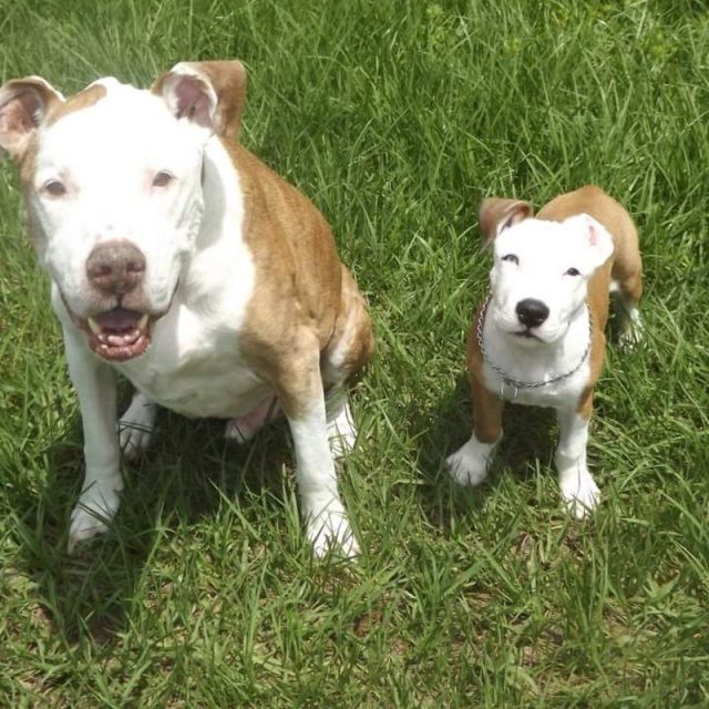 My Two Babys