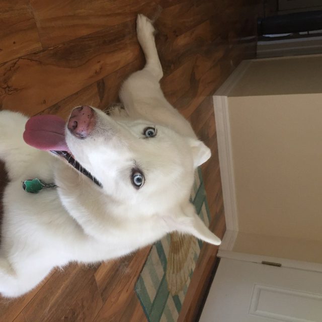 A Dogs Life
