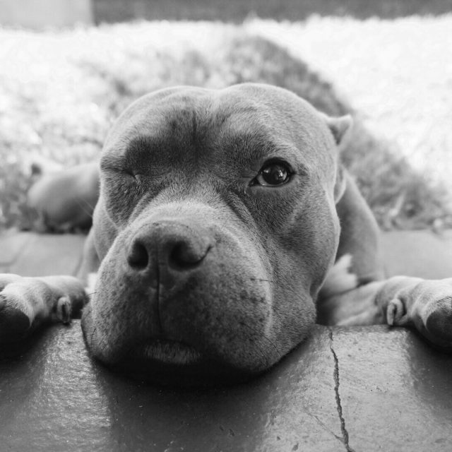You Can Teach A Dog To Wink