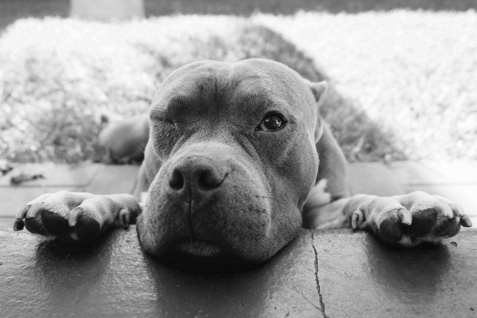 You Can Teach A Dog To Wink