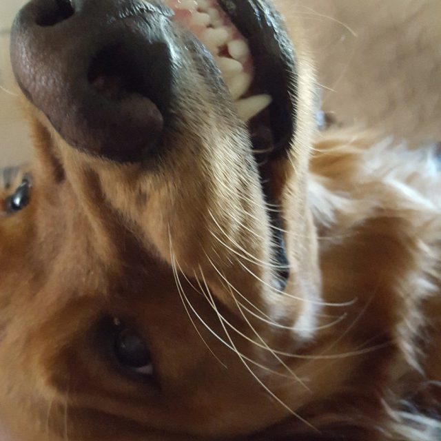 Golden Cheese