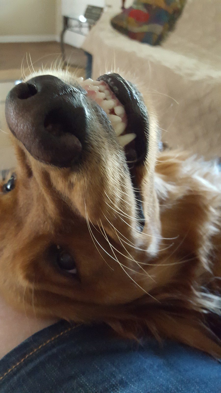 Golden Cheese