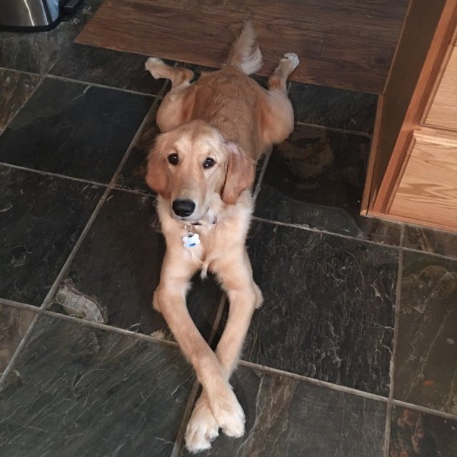 Jewels - Always With Her Paws Crossed!