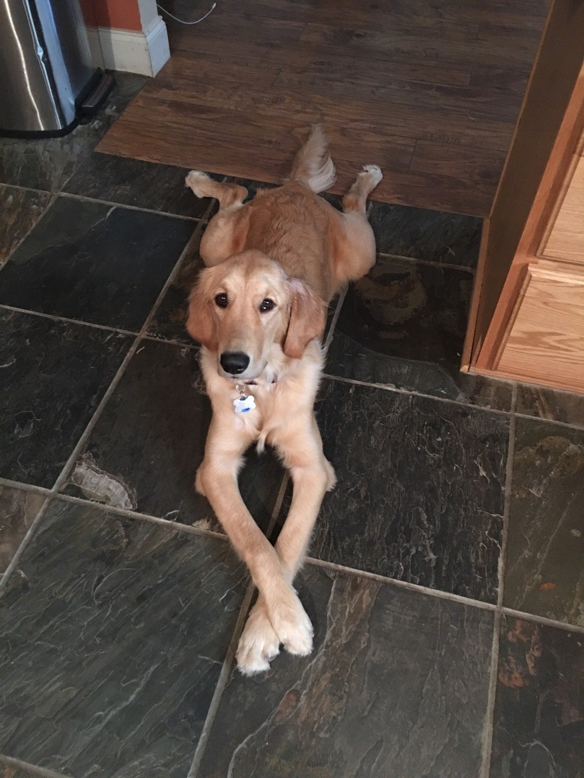 Jewels - Always With Her Paws Crossed!