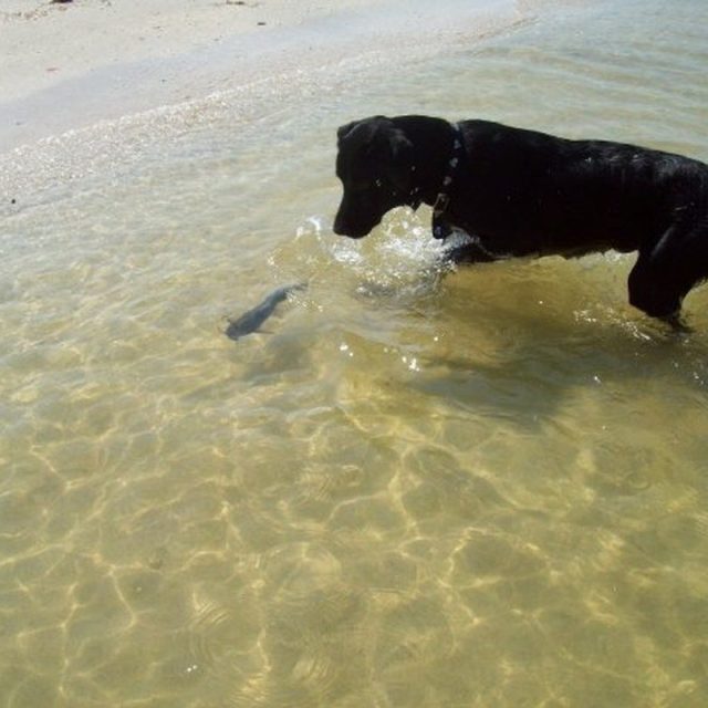 Chasing The Cat (fish)