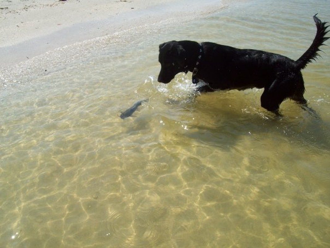 Chasing The Cat (fish)