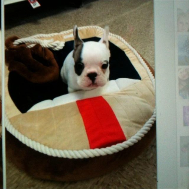 Chief Brody Needs A Bigger Boat