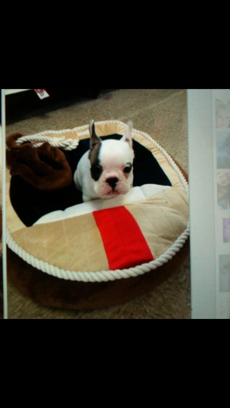 Chief Brody Needs A Bigger Boat
